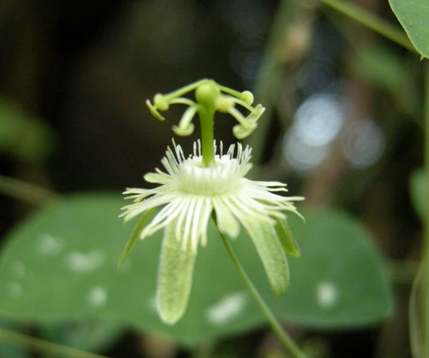 Mini Passiflora DSCN0621