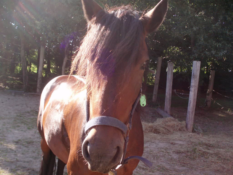 vos chevaux, et autres bbettes  poil, plume ou caille ! P9080001