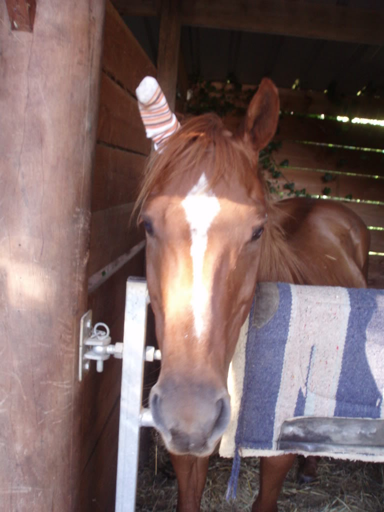 vos chevaux, et autres bbettes  poil, plume ou caille ! P9080002