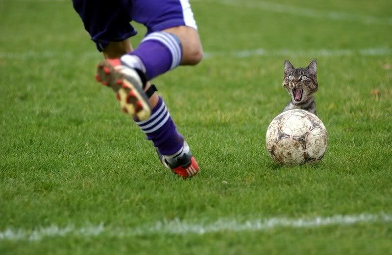 شوف هالصور الحلوة Soccer_Cat_Kick