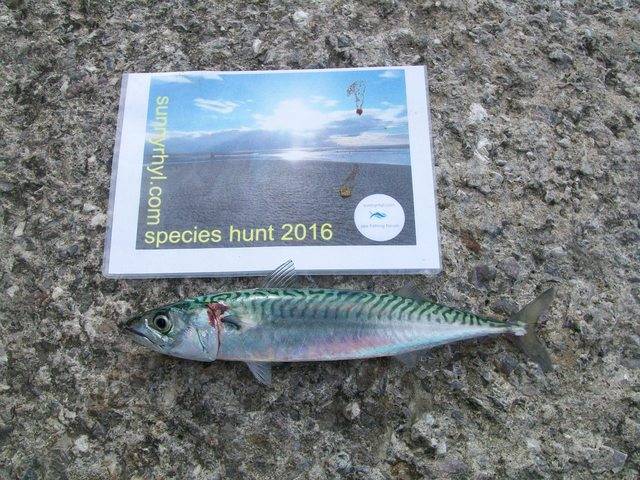 Headwyns 2016 species. 100_1693_zpszpkvznl2