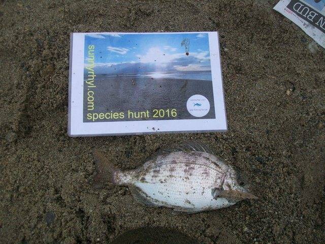 Headwyns 2016 species. 100_1721_zpszu02qmzn