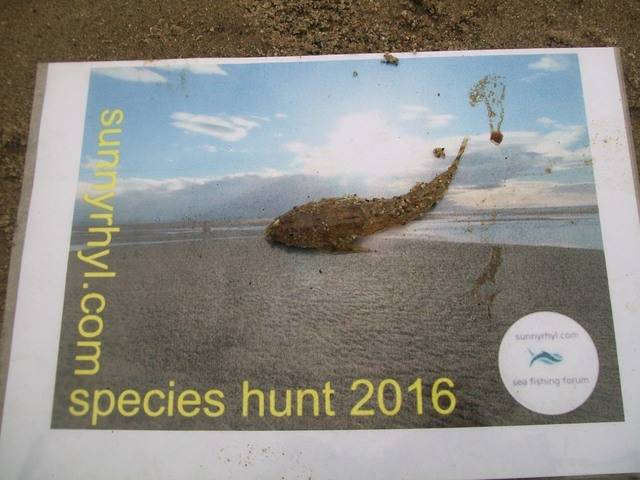 Headwyns 2016 species. 100_1723_zpsdak7myf3