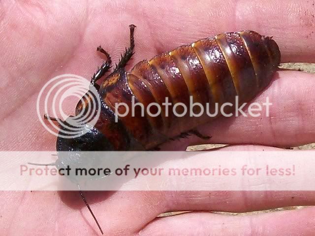 Madagascar Hissing Roaches 006-8