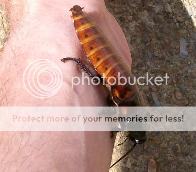 Madagascar Hissing Roaches 007-4
