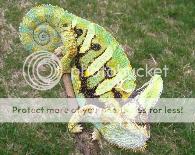 Male Veiled Chameleon 008-5