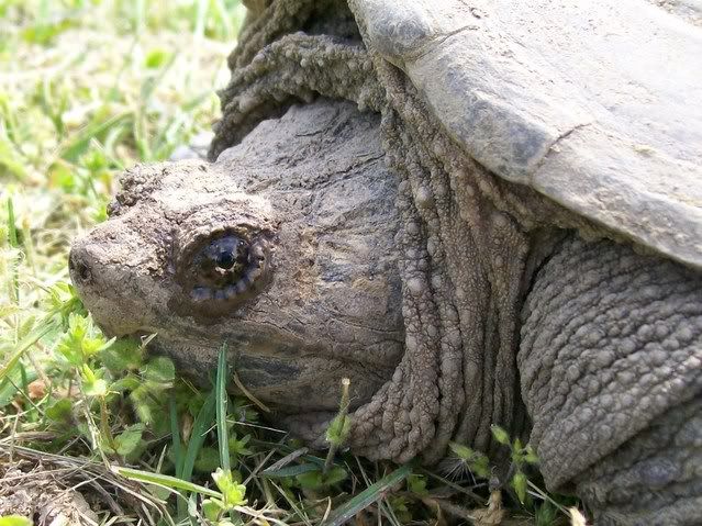 Snapping Turtle 008-7
