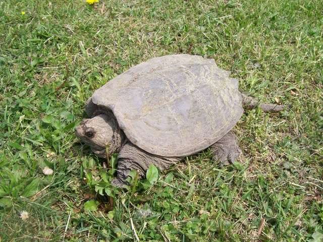 Snapping Turtle 009-4