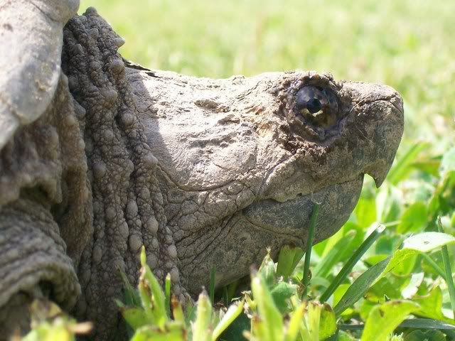 Snapping Turtle 011-2