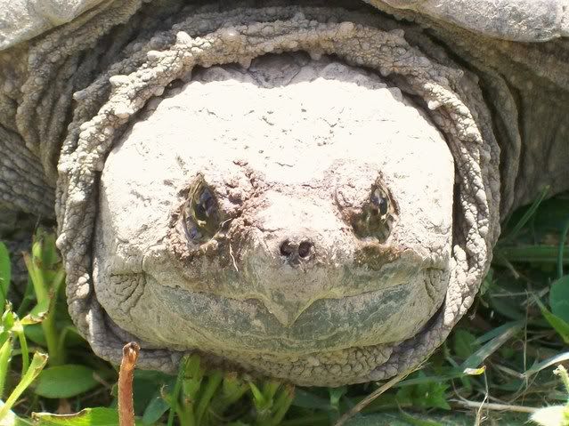 Snapping Turtle 012-3