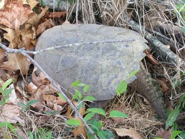 Snapping Turtle 015-2