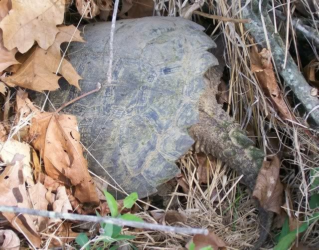 Snapping Turtle 016