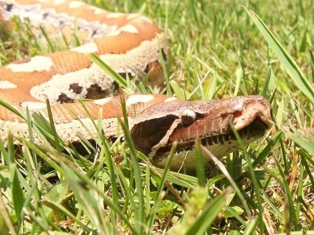 Female Blood Python 033-3