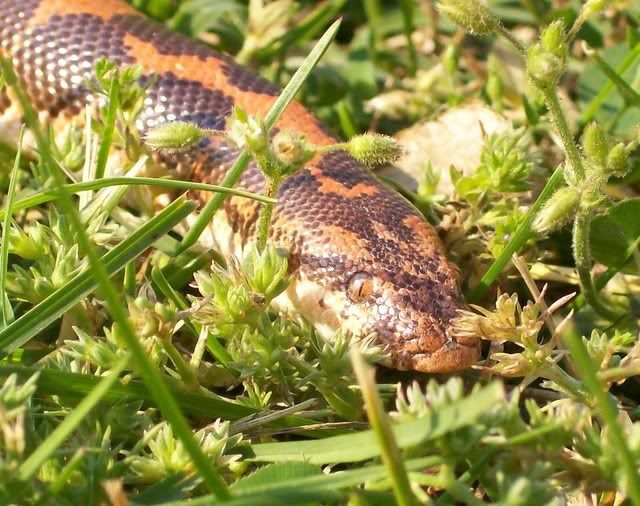 Male Sand Boa 049-1