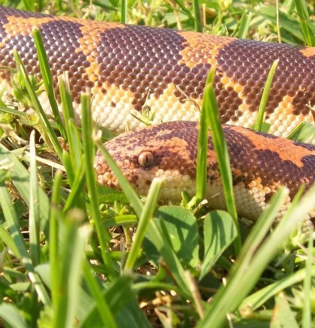 Male Sand Boa 051-1