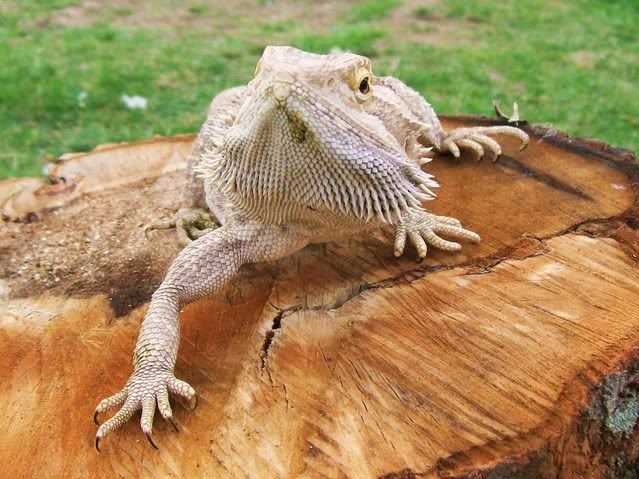 Male Beardie 118