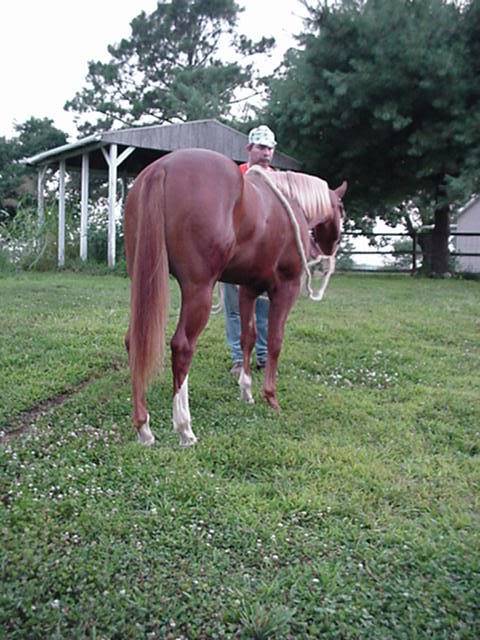 Yearlings we have raised/or shown. MVC-004S-1