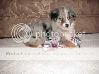 Other Baby's    7 wk old Mini Aussie's MVC-016E-1