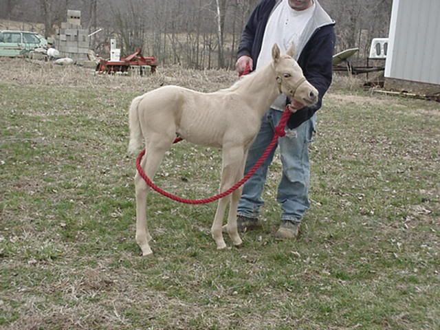 Meet Popeye!  3 days old. Hes So sweet. MVC-021S