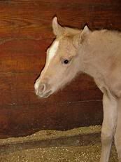 New Born in Kentucky YELLA COLT Secret8hrssm