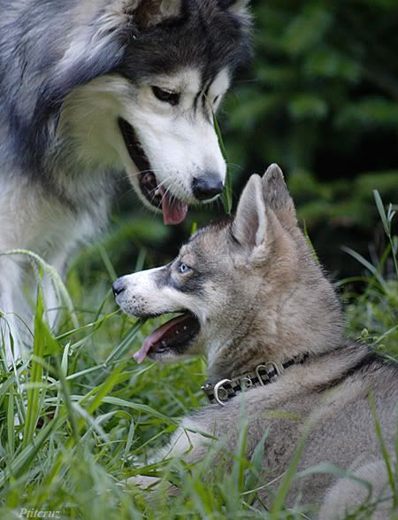 La meute dans le jardin... Chiots_jardin0101