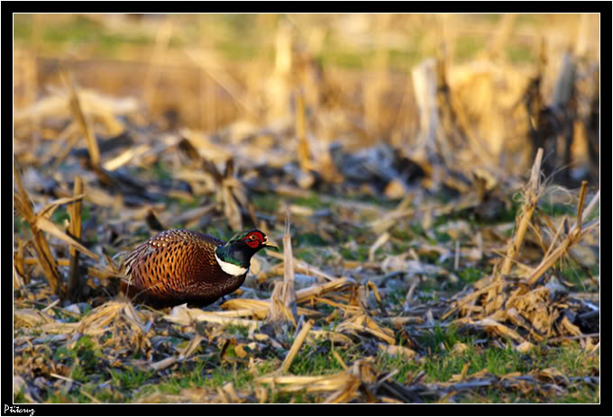 Photos faune sauvage Chevreuil0205-border