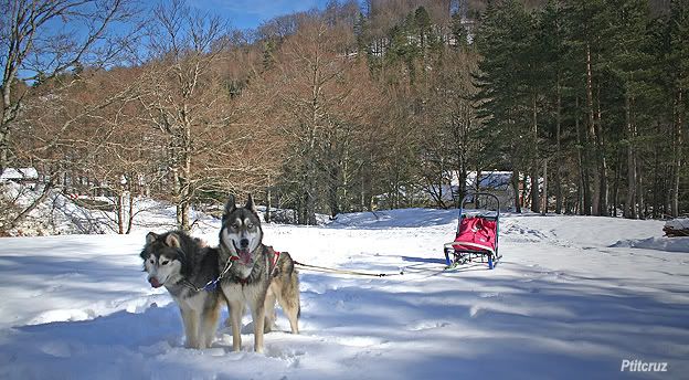 Sortie traîneau samedi 2 février... Traneau13