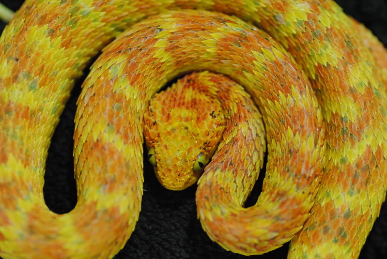 New Atheris squamigera male DSC_0013