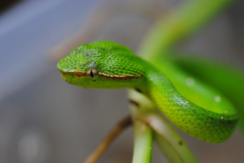 T.Wagleri from Sumatra DSC_0001