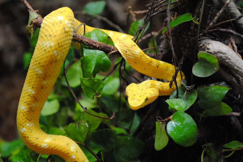 Michael´s snakes DSC_0016