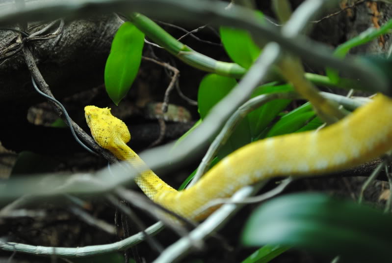 Michael´s snakes DSC_0141