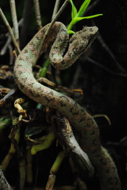 Michael´s snakes DSC_0305