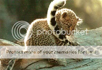 Cute Animal Tournament Round 1.4 Leopard v Snow Leopard  Leopard-baby