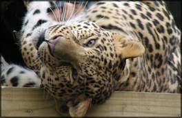  Sweety-leopard