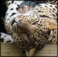  Sweety-leopard_