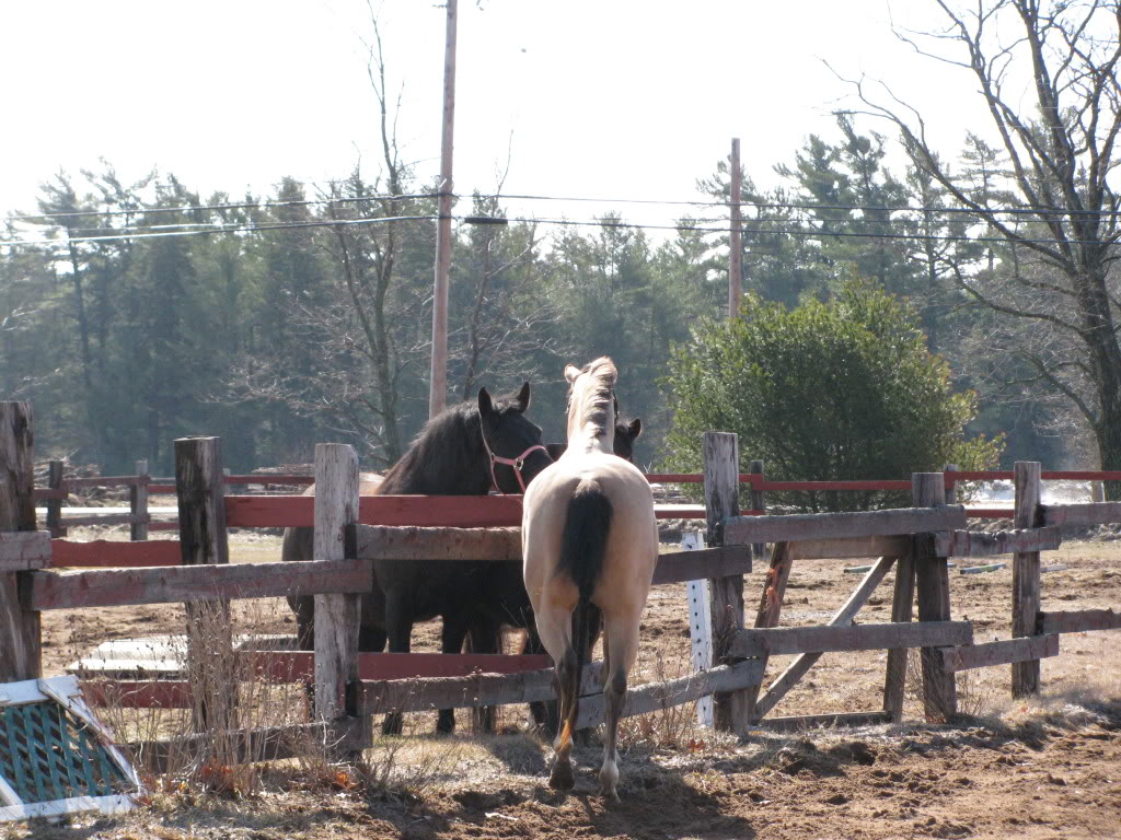 Pictures of me riding BowiesClinicApril026