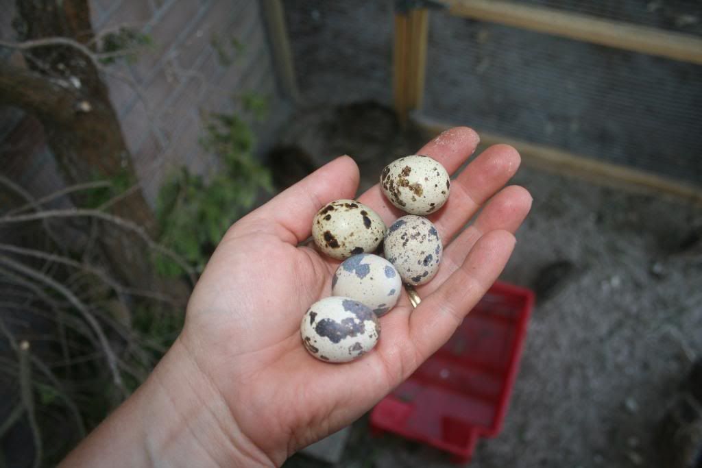 Quail at last and eggs too! 085