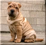 Pasmine pasa - Page 6 Shar-pei