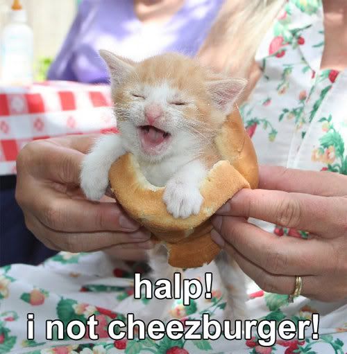 Funny pics - Page 2 Cat_cheeseburger