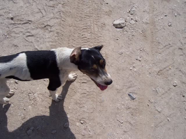 Lur, cruce de bodeguera, menos de 1 año, Almería 100_11301