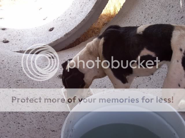 Lur, cruce de bodeguera, menos de 1 año, Almería 100_1133