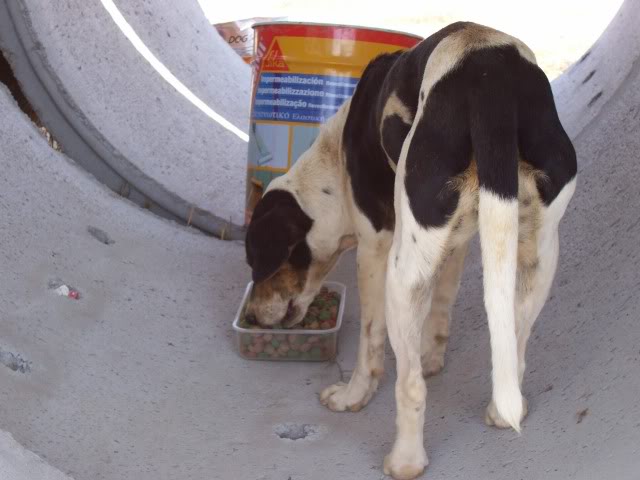 Lur, cruce de bodeguera, menos de 1 año, Almería 100_1135