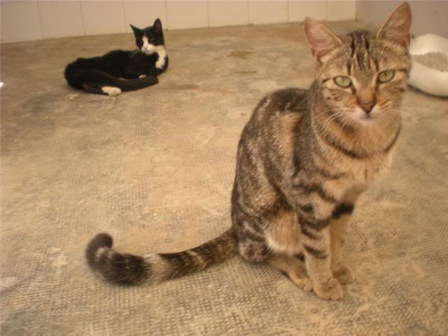 gatos - Gatos en la PERRERA de Almería, SACRIFICARAN EN BREVE Gatos4