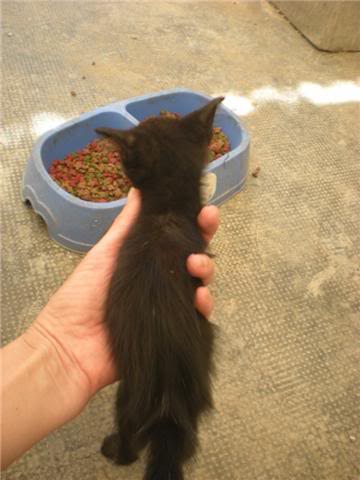 gatos - Gatos en la PERRERA de Almería, SACRIFICARAN EN BREVE Gatos5