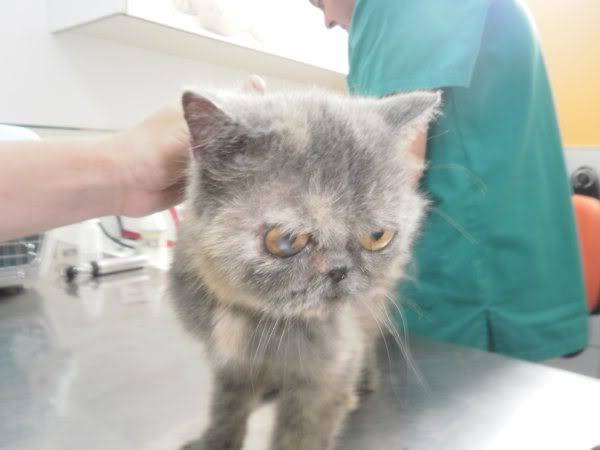 Sol, gata exótica de 7 años positiva en leucemia, NO TIENE ACOGIDA, Almeria P8250675