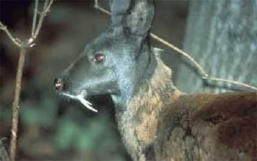 المسك الطبيعي Musk_deer