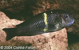 especies de tropheus Mboko