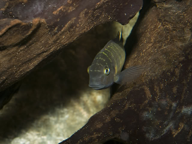 mis tropheus y demas especies del tanganica _H261096