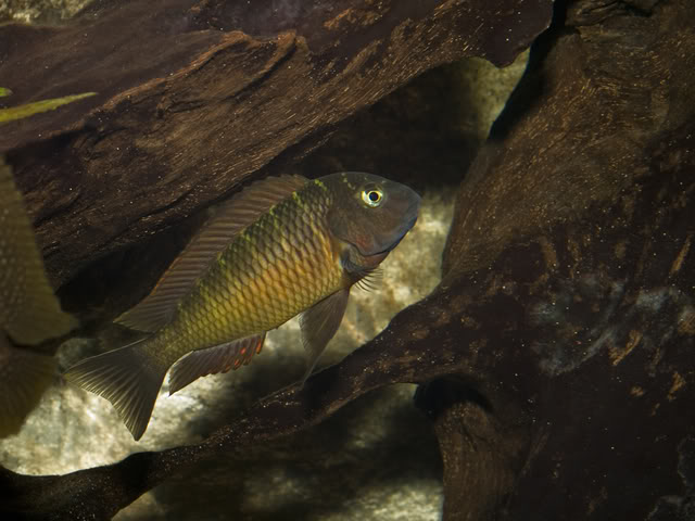 mis tropheus y demas especies del tanganica _H261192