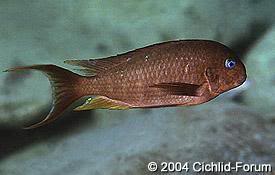 especies de tropheus AnnectensKarilani